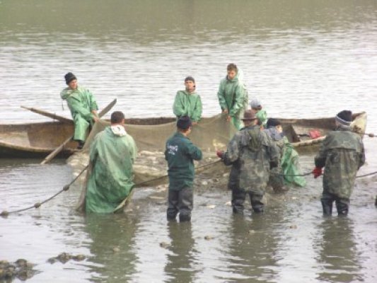 Complexul Razim-Sinoe ar putea fi repopulat cu şalău în trei ani